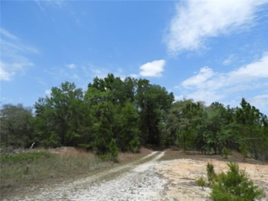 Florida Farm Land Real Estate Specialist - Let us help you buy or sell your next Farm Land Property